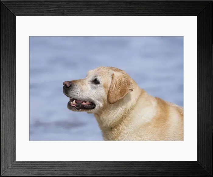 Framed Print : Golden Retreiver On beach Waxham Beach Norfolk UK Framed Print : Golden Retreiver On beach Waxham Beach Norfolk UK