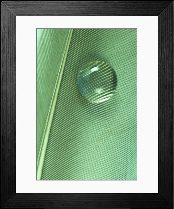 Framed Print : Water Drop on Green Feather Framed Print : Water Drop on Green Feather
