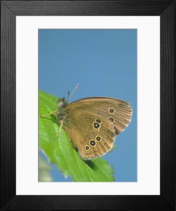 Framed Print : Ringlet Butterfly Norfolk UK Framed Print : Ringlet Butterfly Norfolk UK