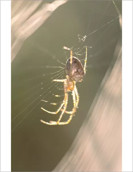 Garden Spider In dew covered web at sunrise Norfolk UK