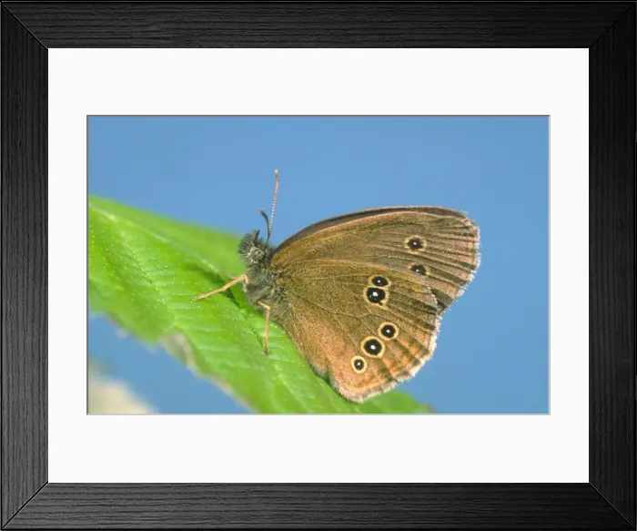 Framed Print : Ringlet Butterfly Norfolk UK Framed Print : Ringlet Butterfly Norfolk UK