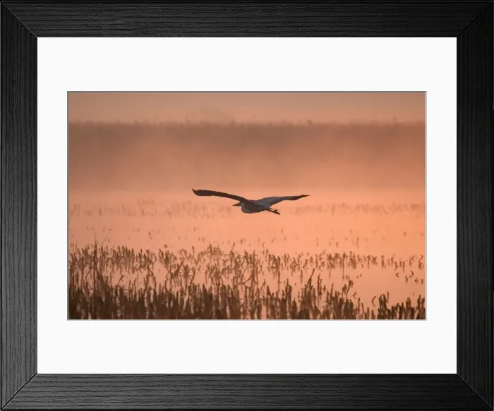 Framed Print : Grey Heron Flying in Misty Sunrise Hickling Broad Norfolk UK Framed Print : Grey Heron Flying in Misty Sunrise Hickling Broad Norfolk UK