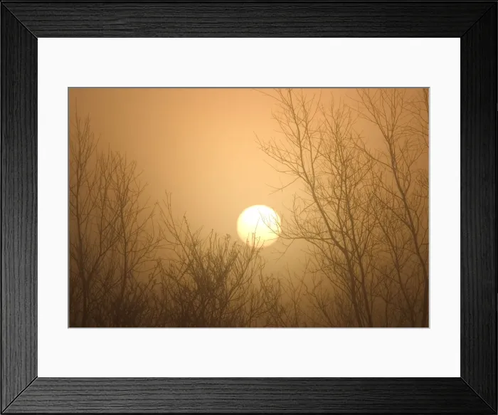 Framed Print : Misty Sunrise Through Bare Poplar Branches in Winter Norfolk UK Framed Print : Misty Sunrise Through Bare Poplar Branches in Winter Norfolk UK