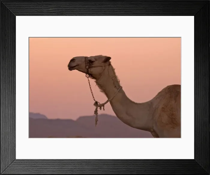 Framed Print : Camel Animal used for tourists at Sunset Egypt Framed Print : Camel Animal used for tourists at Sunset Egypt