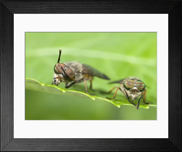 Framed Print : Horse Flies Two sitting on leaf Norfolk UK Framed Print : Horse Flies Two sitting on leaf Norfolk UK