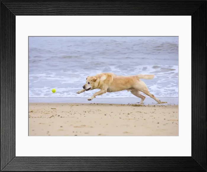 Framed Print : Labrador Dog Chasing Ball on Beach Norfolk UK Framed Print : Labrador Dog Chasing Ball on Beach Norfolk UK