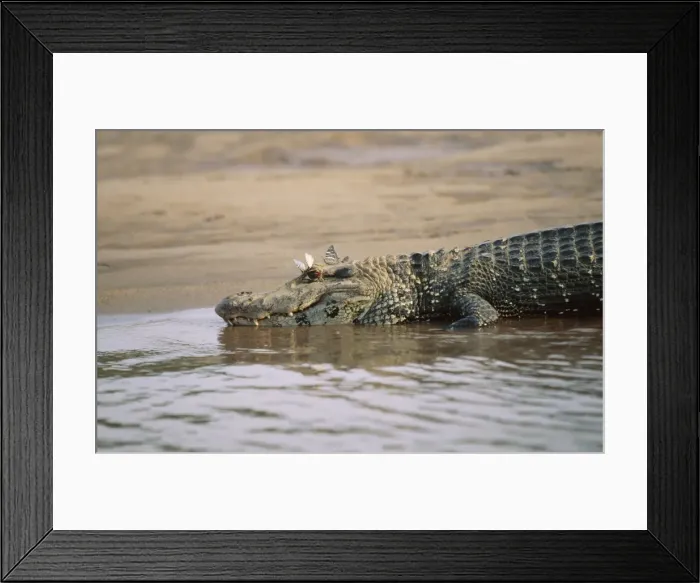 Framed Print : Black Caimen Tropical South America, Manu National Park, Peru Framed Print : Black Caimen Tropical South America, Manu National Park, Peru