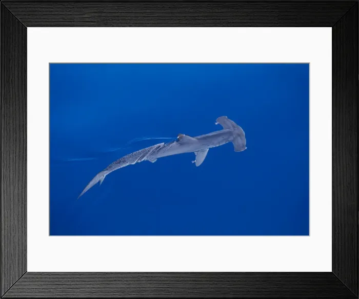 Framed Print : Smooth Hammerhead Shark