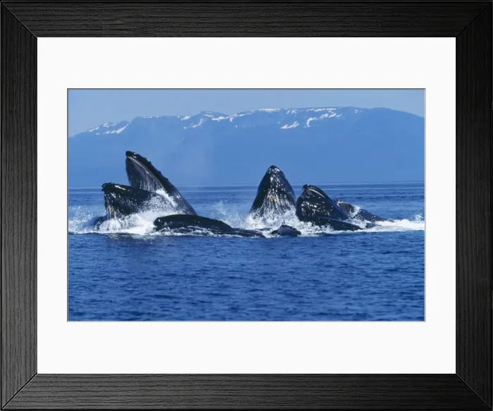 Framed Print : Humpback Whale - cooperative feeding bubble net feeding Alaska Framed Print : Humpback Whale - cooperative feeding bubble net feeding Alaska