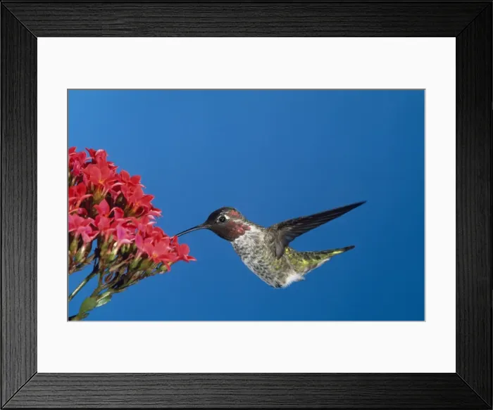 Framed Print : Anna's Hummingbird California coast; Mexico Framed Print : Anna's Hummingbird California coast; Mexico