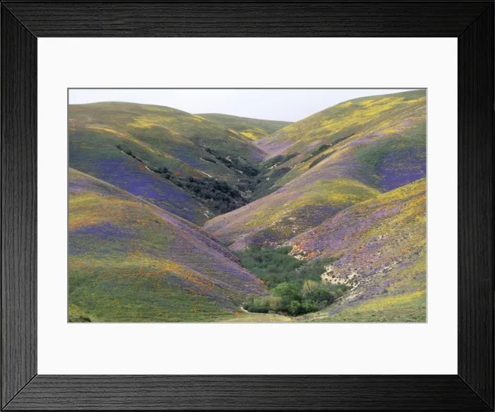 Framed Print : USA Hillsides covered with California Golden Poppies & Lupines, showing interlocking spurs. Antelope Valley, N. of Los Angeles Framed Print : USA Hillsides covered with California Golden Poppies & Lupines, showing interlocking spurs. Antelope Valley, N. of Los Angeles