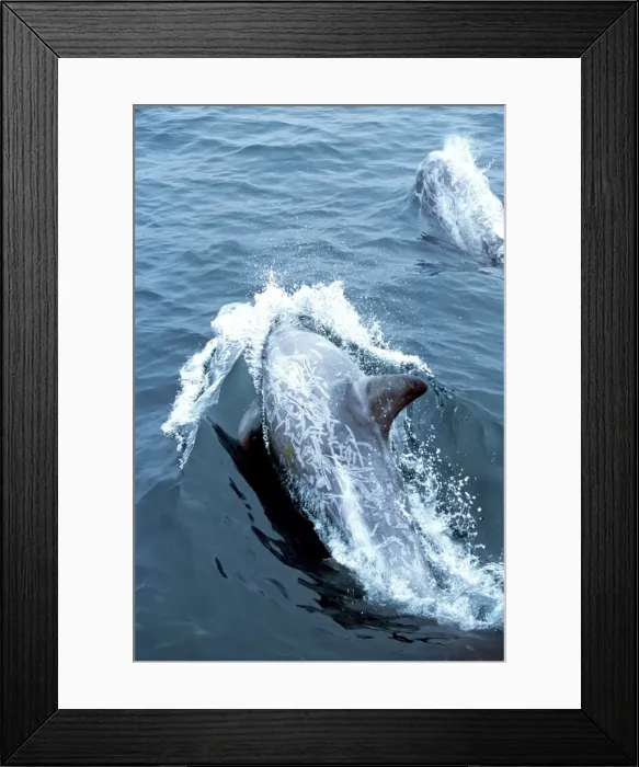 Framed Print : Risso's Dolphin - heavy scarring on the back and side of these Dolphins is believed to be made by the teeth of other Risso's Dolphins, or by their Squid prey Framed Print : Risso's Dolphin - heavy scarring on the back and side of these Dolphins is believed to be made by the teeth of other Risso's Dolphins, or by their Squid prey