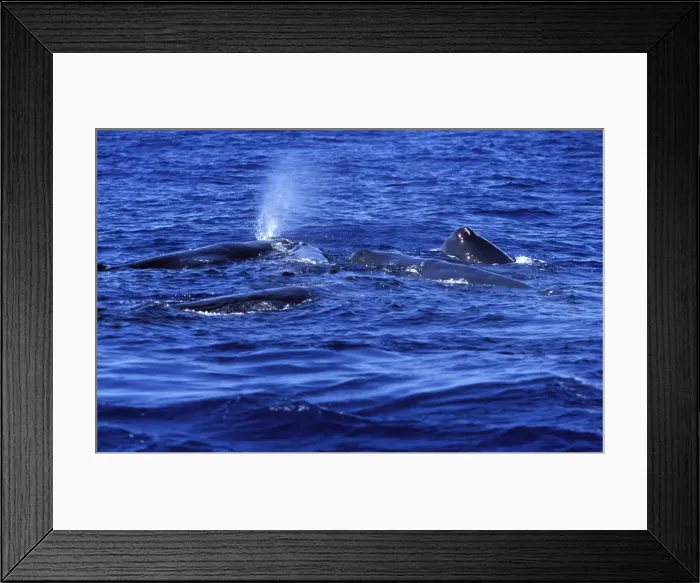 Framed Print : Sperm Whales Social group of females, juveniles, calves. The head of a calf is touching its mother's head (animal blowing in upper middle left) Bahamas Framed Print : Sperm Whales Social group of females, juveniles, calves. The head of a calf is touching its mother's head (animal blowing in upper middle left) Bahamas