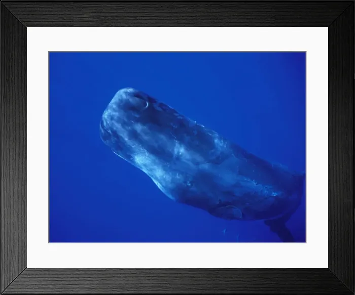 Framed Print : Sperm Whale Underwater Bahamas Framed Print : Sperm Whale Underwater Bahamas
