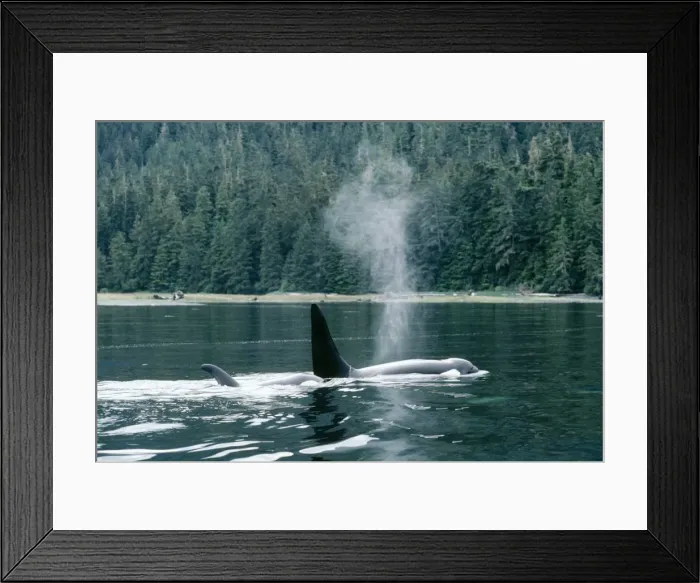 Framed Print : Killer Whale Framed Print : Killer Whale