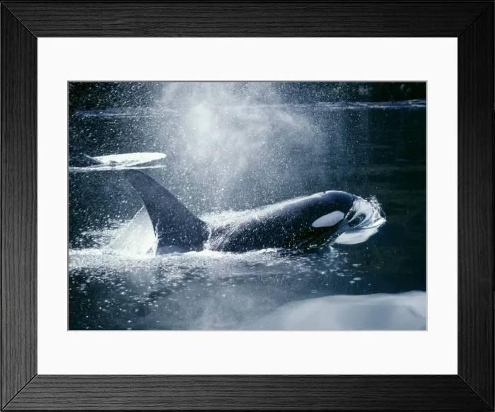Framed Print : Orca / Killer Whales - Coming out of water Framed Print : Orca / Killer Whales - Coming out of water