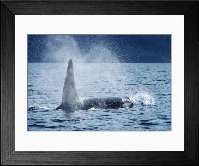 Framed Print : Killer Whale - adult male Framed Print : Killer Whale - adult male