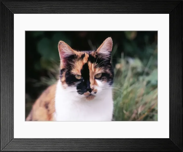 Framed Print : Calico Cat Framed Print : Calico Cat