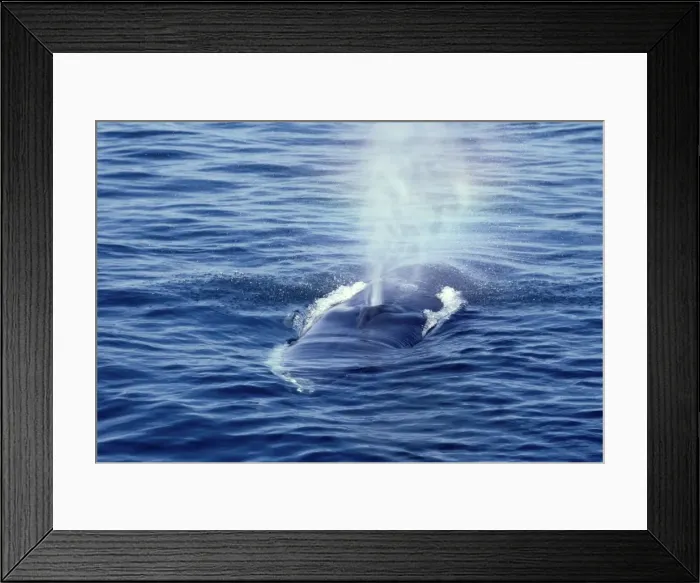 Framed Print : Fin whale Photographed in the Estuary of the St Lawrence, Quebec, Canada AM 388 Framed Print : Fin whale Photographed in the Estuary of the St Lawrence, Quebec, Canada AM 388
