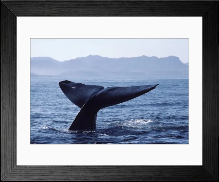 Framed Print : Blue whale - The tips of the flukes of this whale have been cut, probably by predators. Note also the prominent white scar. Photographed in the Gulf of California (Sea of Cortez), Mexico AM 267 Framed Print : Blue whale - The tips of the flukes of this whale have been cut, probably by predators. Note also the prominent white scar. Photographed in the Gulf of California (Sea of Cortez), Mexico AM 267