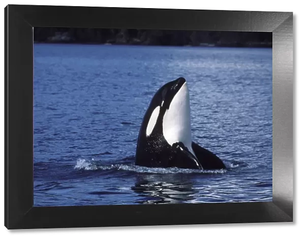 Killer whale  /  Orca - Spyhopping Photographed in Johnstone Strait, British Columbia, Canada AM 857