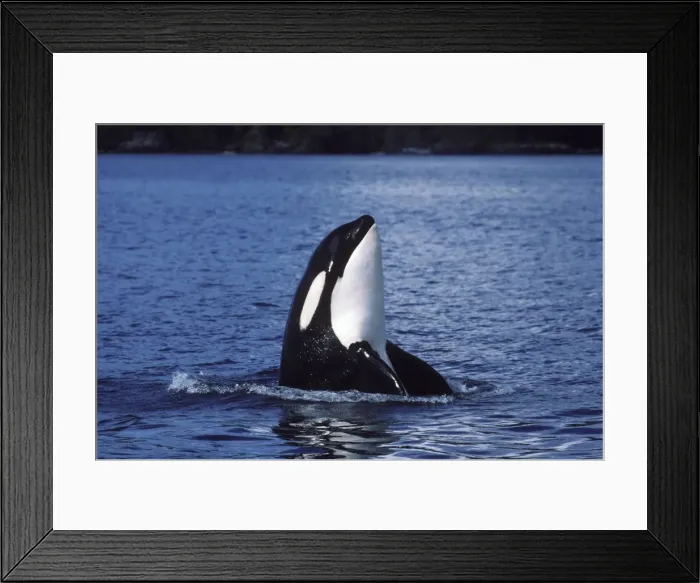Framed Print : Killer whale / Orca - Spyhopping Photographed in Johnstone Strait, British Columbia, Canada AM 857 Framed Print : Killer whale / Orca - Spyhopping Photographed in Johnstone Strait, British Columbia, Canada AM 857