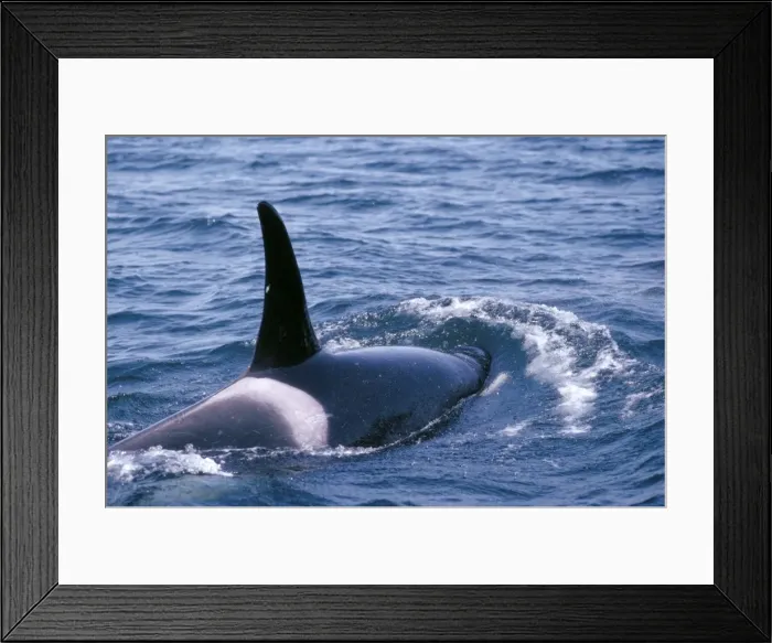Framed Print : Killer Whale Framed Print : Killer Whale