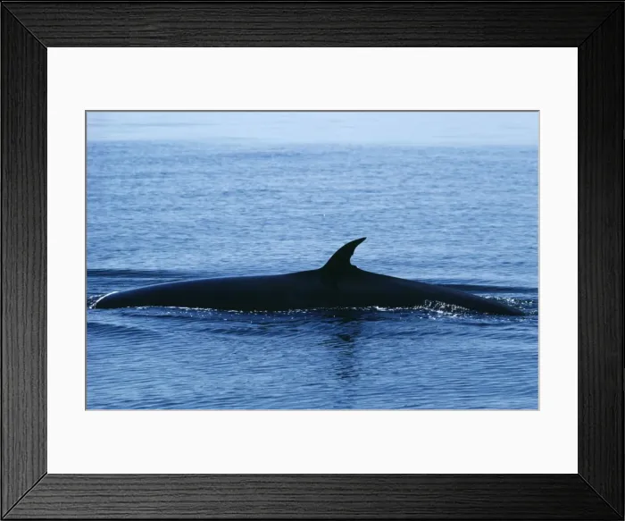 Framed Print : Bryde's Whale Framed Print : Bryde's Whale