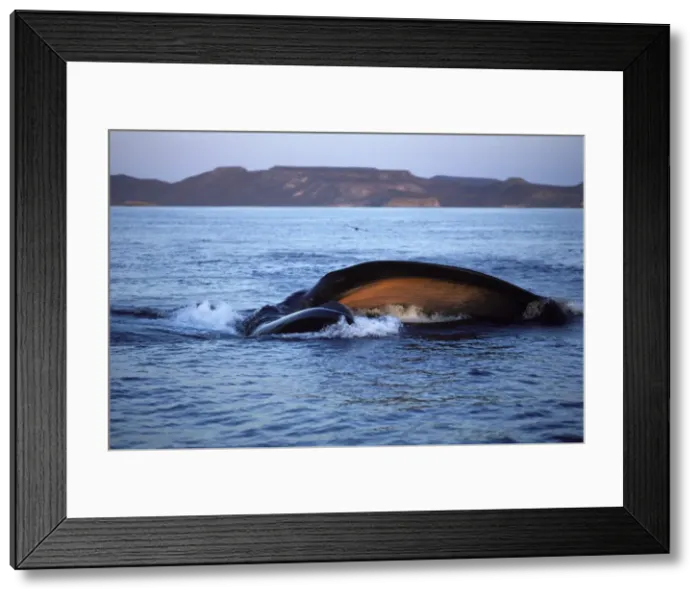 Framed Print : Fin whale - Feeding on a school of sardine larvae. The whale came up lunging through the fish, body turned on its right side. We are looking into the bottom of the mouth, orange-pink, facing us. The upper jaw is nearer to us Framed Print : Fin whale - Feeding on a school of sardine larvae. The whale came up lunging through the fish, body turned on its right side. We are looking into the bottom of the mouth, orange-pink, facing us. The upper jaw is nearer to us