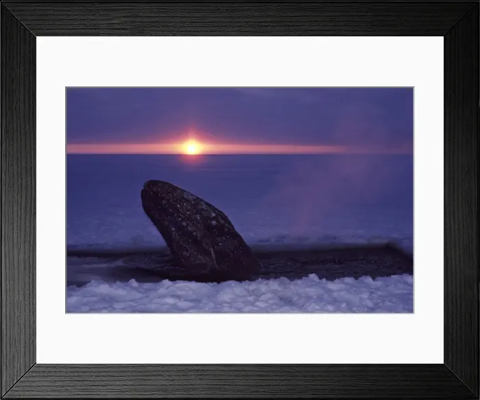 Framed Print : California Grey whale - Grey whale trapped in ice near Barrow, Alaska, October 1988. Rescue effort: series of holes cut in the ice between the stranding area near the coastline, and the open sea Framed Print : California Grey whale - Grey whale trapped in ice near Barrow, Alaska, October 1988. Rescue effort: series of holes cut in the ice between the stranding area near the coastline, and the open sea