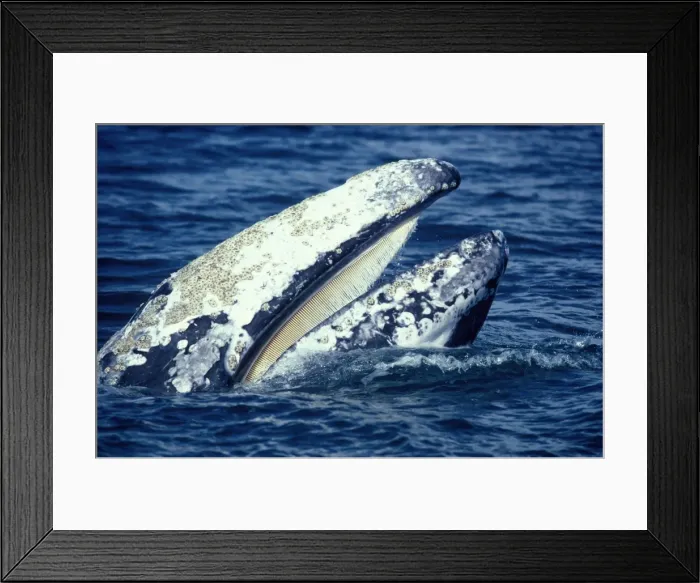 Framed Print : California Grey Whale - Close-up of head, showing the baleen plates hanging from the upper part of the mouth. The very white skin on this individual is unusual. Gray whale skin is dark gray Framed Print : California Grey Whale - Close-up of head, showing the baleen plates hanging from the upper part of the mouth. The very white skin on this individual is unusual. Gray whale skin is dark gray