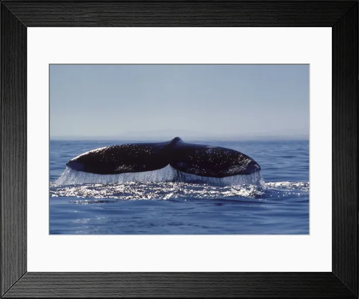 Framed Print : California Gray Whale - Tail (Flukes). As the whale is diving, it raises its flukes above the surface. Scammon's Lagoon (Laguna Ojo de Liebre), Baja California South, Mexico. EB 232 Framed Print : California Gray Whale - Tail (Flukes). As the whale is diving, it raises its flukes above the surface. Scammon's Lagoon (Laguna Ojo de Liebre), Baja California South, Mexico. EB 232
