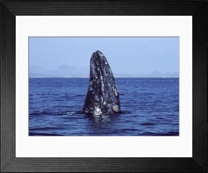 Framed Print : California Gray Whale - Spy-hopping. San Ignacio Lagoon, Baja California, Mexico EB 200 Framed Print : California Gray Whale - Spy-hopping. San Ignacio Lagoon, Baja California, Mexico EB 200