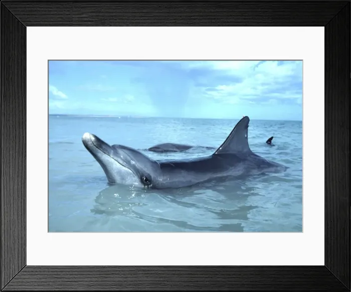Framed Print : Indo-Pacific / Indian Ocean / Long-beaked Bottlenose Dolphin Framed Print : Indo-Pacific / Indian Ocean / Long-beaked Bottlenose Dolphin