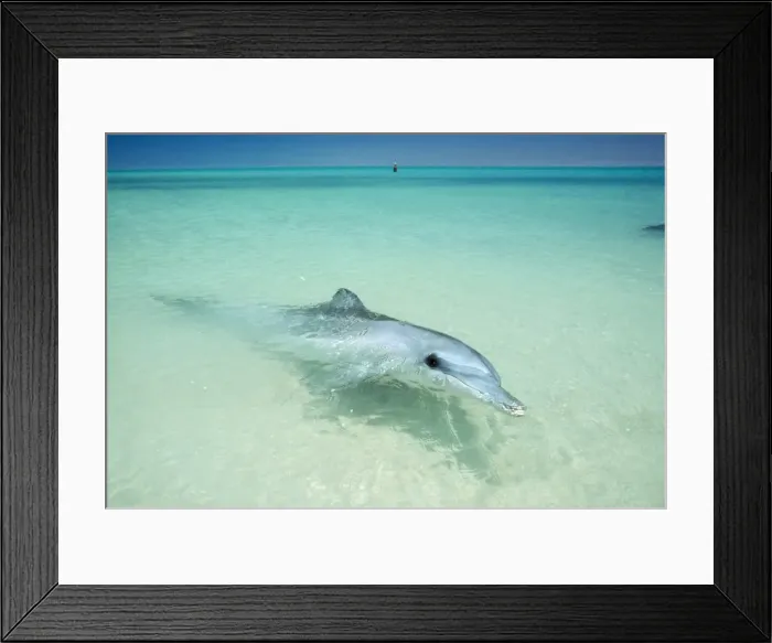 Framed Print : Indo-Pacific / Indian Ocean / Long-beaked Bottlenose Dolphin Framed Print : Indo-Pacific / Indian Ocean / Long-beaked Bottlenose Dolphin