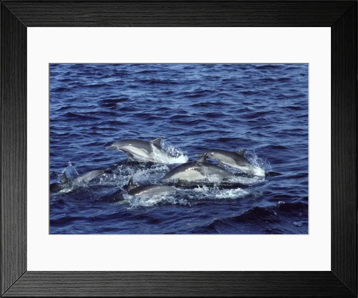 Framed Print : Long-beaked common dolphin Gulf of California (Sea of Cortez), Mexico Framed Print : Long-beaked common dolphin Gulf of California (Sea of Cortez), Mexico