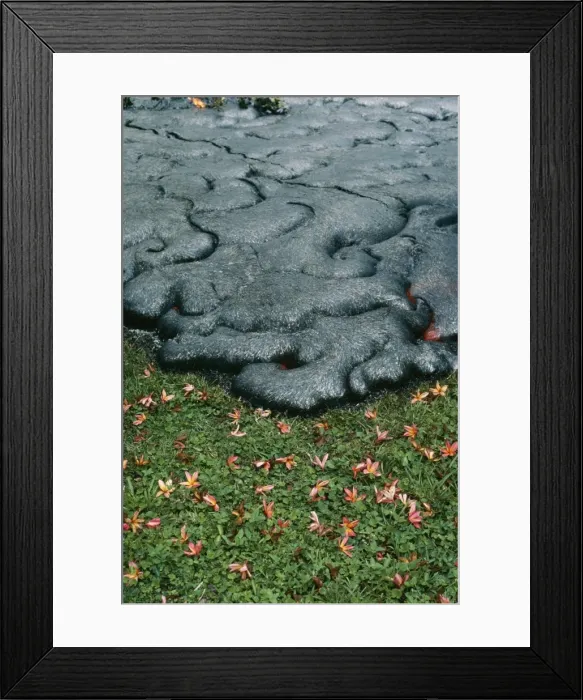 Framed Print : Volcano Lava flow moving into garden, Kalapana, Hawaii Framed Print : Volcano Lava flow moving into garden, Kalapana, Hawaii