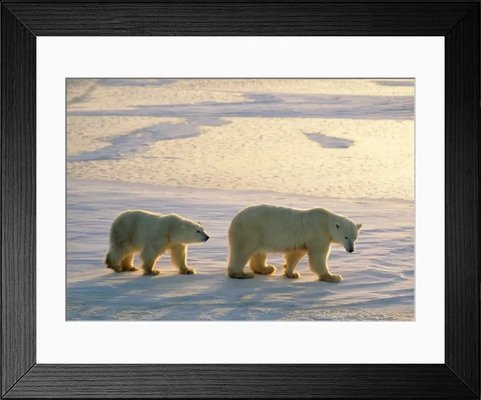 Framed Print : Polar Bear - Mother and cub walking on ice Framed Print : Polar Bear - Mother and cub walking on ice