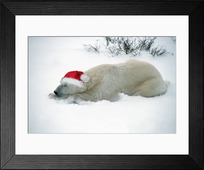 Framed Print : Polar Bear Framed Print : Polar Bear