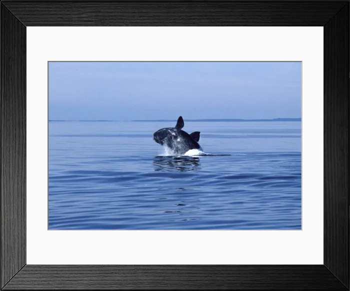 Framed Print : Northern Right Whale Breaching. Bay of Fundy, New Brunswick, Canada CH 373 Framed Print : Northern Right Whale Breaching. Bay of Fundy, New Brunswick, Canada CH 373