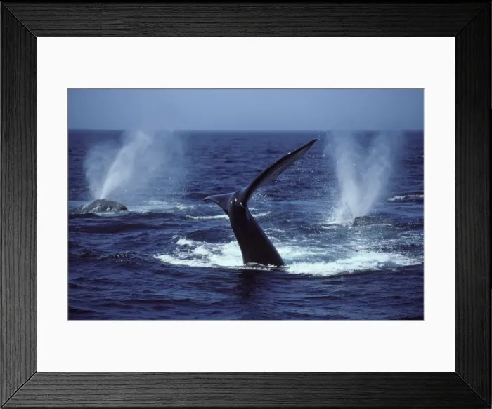 Framed Print : Northern Right whale - Courting group. Browns Bank, Nova Scotia, Canada CG 850 Framed Print : Northern Right whale - Courting group. Browns Bank, Nova Scotia, Canada CG 850
