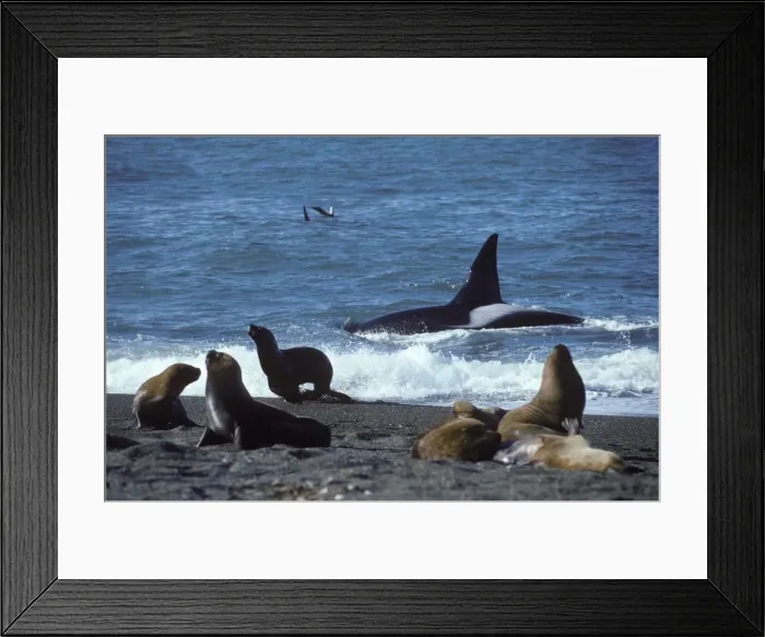Framed Print : Killer whale / Orca - male, hunting South American Sea lions Photographed at Punta Norte, Valdes Peninsula, Patagonia, Argentina BY 582 Framed Print : Killer whale / Orca - male, hunting South American Sea lions Photographed at Punta Norte, Valdes Peninsula, Patagonia, Argentina BY 582