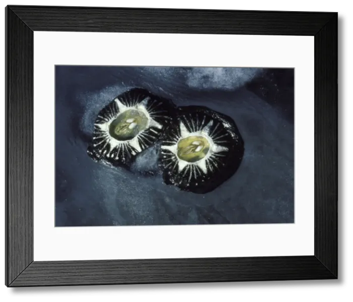 Framed Print : California Grey whale: Barnacles, close-up. This species of barnacle, Cryptolepas rhachianecti, is host-specific to the California Gray whale (Eschrichtius robustus) Framed Print : California Grey whale: Barnacles, close-up. This species of barnacle, Cryptolepas rhachianecti, is host-specific to the California Gray whale (Eschrichtius robustus)