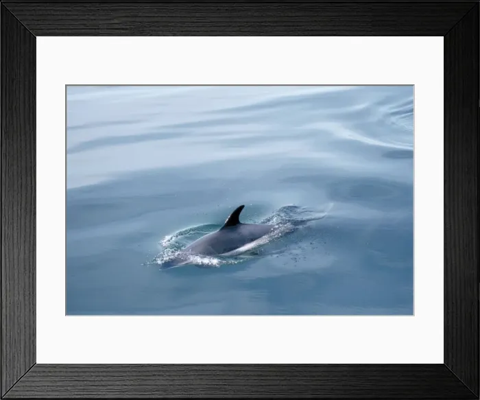 Framed Print : Atlantic White-sided Dolphin Framed Print : Atlantic White-sided Dolphin
