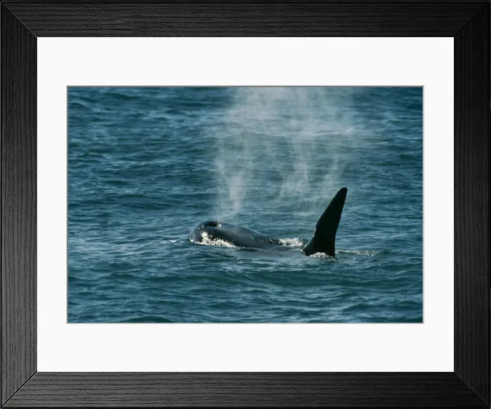 Framed Print : Killer Whale Patagonia Framed Print : Killer Whale Patagonia