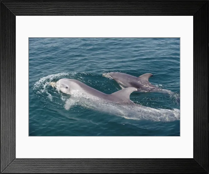 Framed Print : Bottlenose Dolphin Mother & Calf Framed Print : Bottlenose Dolphin Mother & Calf