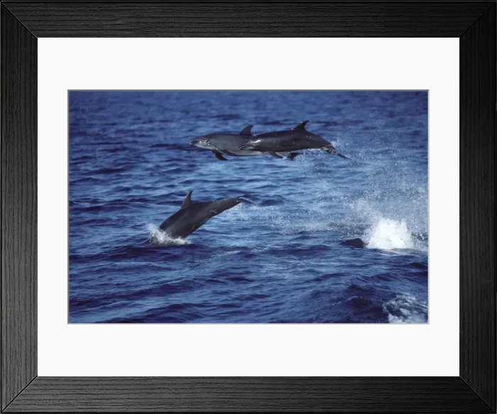 Framed Print : Bottlenose dolphin - three leaping out of water Photographed in the Gulf of California (Sea of Cortez), Mexico AS 23 Framed Print : Bottlenose dolphin - three leaping out of water Photographed in the Gulf of California (Sea of Cortez), Mexico AS 23