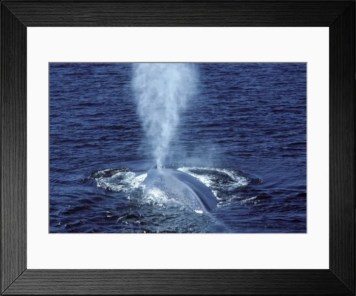 Framed Print : Blue whale - Photographed in the Gulf of California (Sea of Cortez), Mexico AT 624 Framed Print : Blue whale - Photographed in the Gulf of California (Sea of Cortez), Mexico AT 624