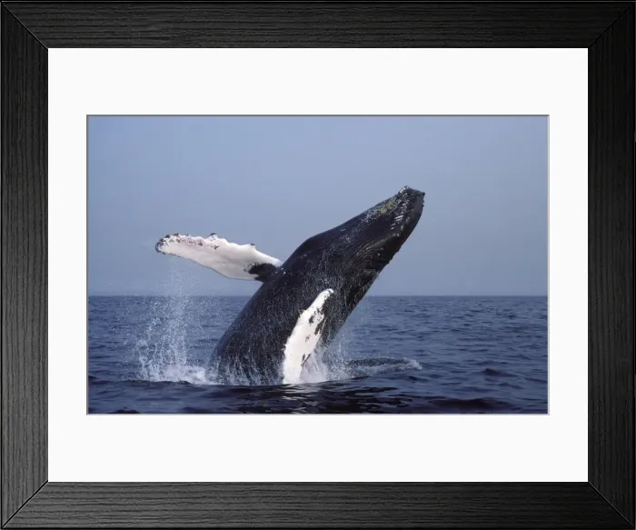 Framed Print : Humpback whale - Breaching. Stellwagen Marine Sanctuary, Gulf of Maine, Atlantic Ocean DA 957 Framed Print : Humpback whale - Breaching. Stellwagen Marine Sanctuary, Gulf of Maine, Atlantic Ocean DA 957