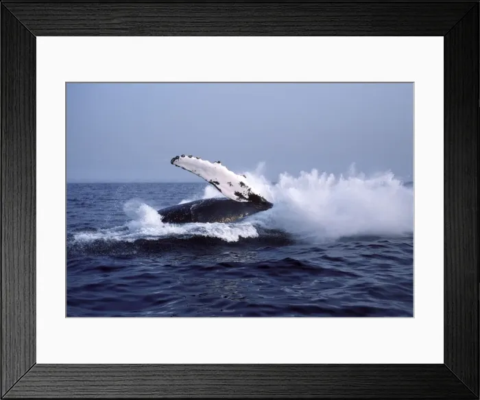 Framed Print : Humpback whale - falling back into the sea at the end of a breach. Stellwagen Bank Marine Sanctuary, New England, USA DA760 Framed Print : Humpback whale - falling back into the sea at the end of a breach. Stellwagen Bank Marine Sanctuary, New England, USA DA760